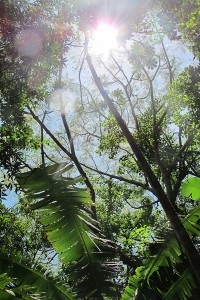 Guarupuvu and banana palms in the garden